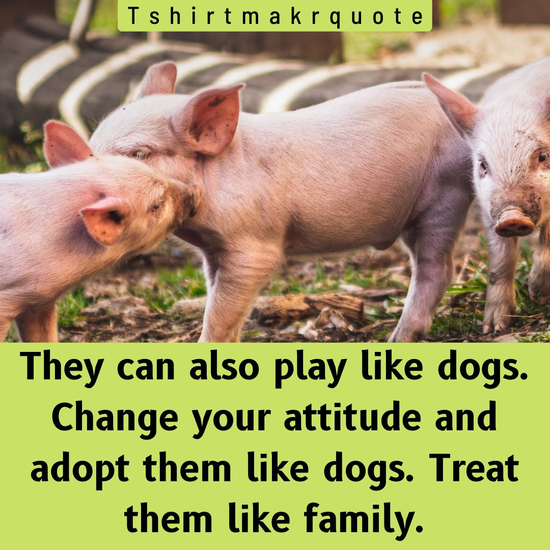 Tshirtmakrquote's tweet photo. They can also play like dogs. Change your attitude and adopt them like dogs. Treat them like family. Go vegan. 

#veganism #govegan #plantbased #loveanimals #crueltyfree #AdoptDontShop #pig #BeVegan #animalrescue #veganfood #veganlife #animallovers https://t.co/vy42CuiWYY