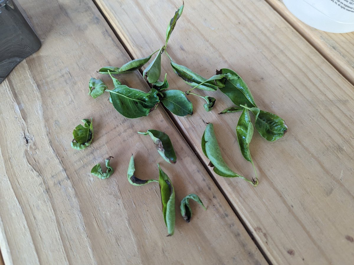 lizzyfrost tweet media