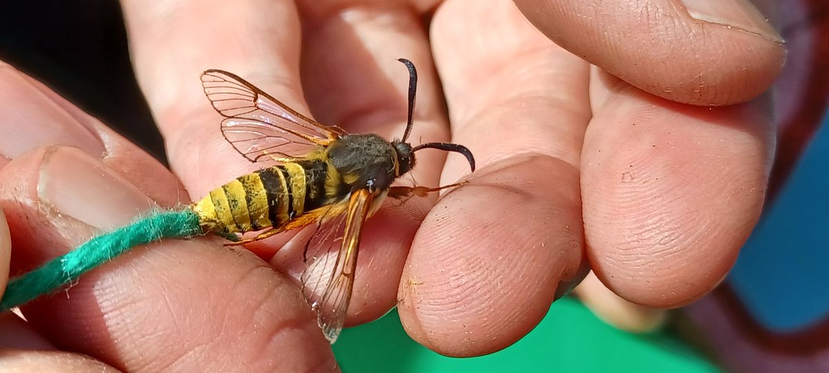An excellent moth trapping event at Forest Farm this morning expertly led by @gmtord. 98 species of moth, inc. 10 elephant hawk and 2 poplar hawk moths that kept the  youngsters entertained. Prize goes to the lunar hornet moth that came to lure <a href="/BCSouthWales/">South Wales BC</a> #ukmoths #ForestFarm
