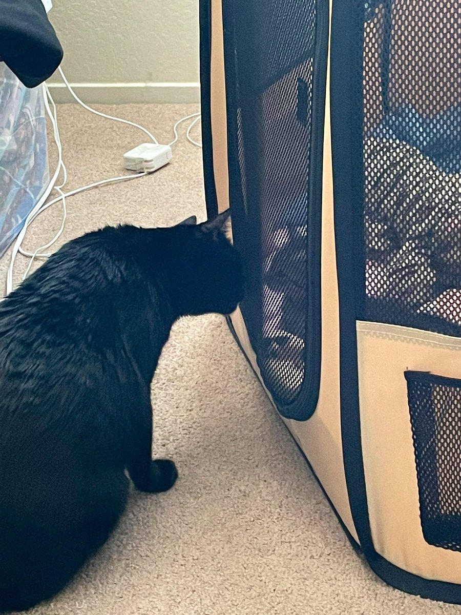 feederofcats's tweet photo. "open this god forsaken tent right this instance you monster" https://t.co/u31btmNO1G