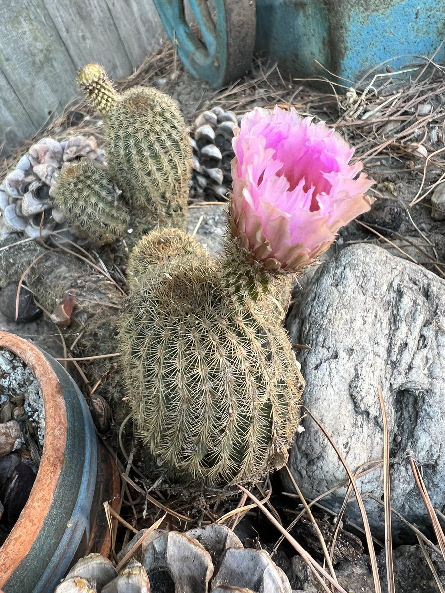 BFamilyFarms's tweet photo. Blooming! #cactus https://t.co/7vxZIZVWjz