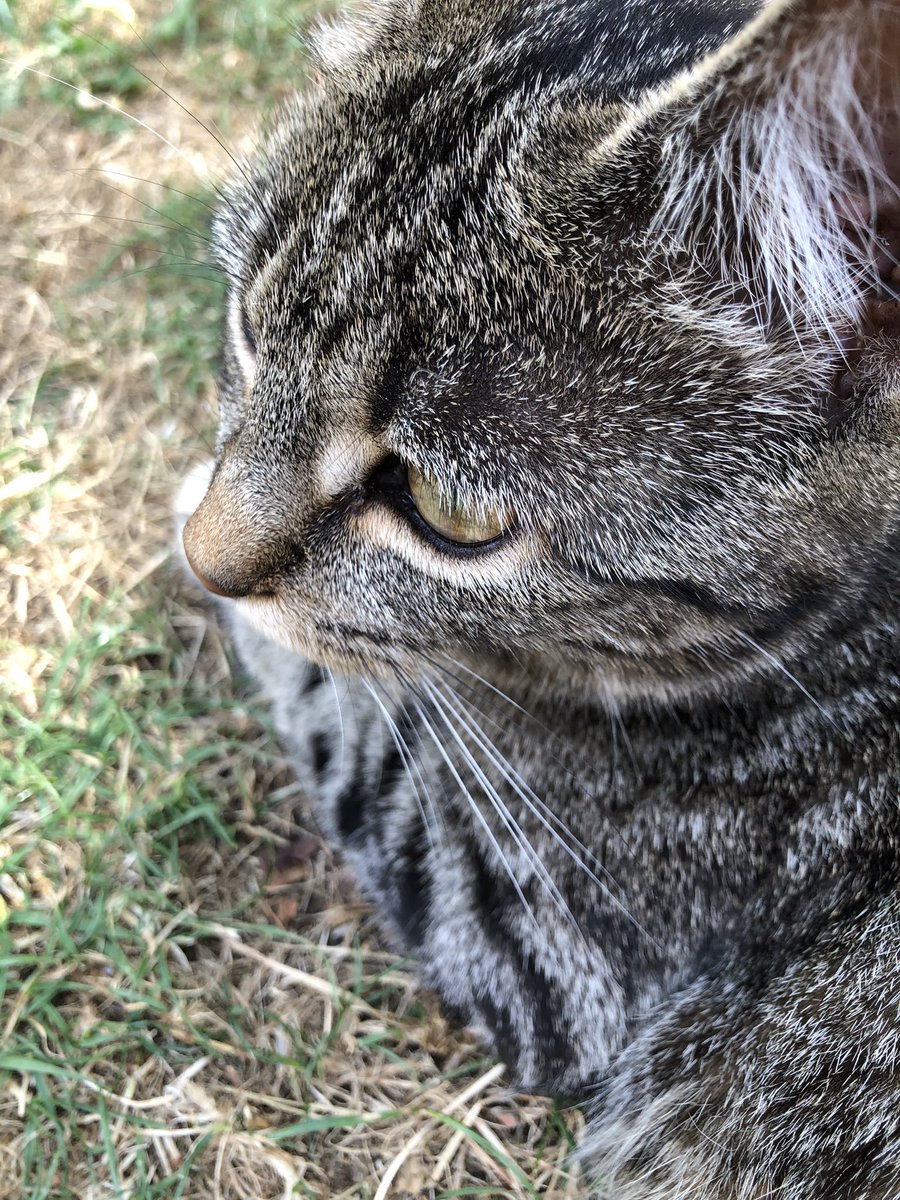 JesseandGiz15's tweet photo. For @ChiefTabi my garden companion this afternoon #visitingcat Willow https://t.co/FfaBsZAbf7