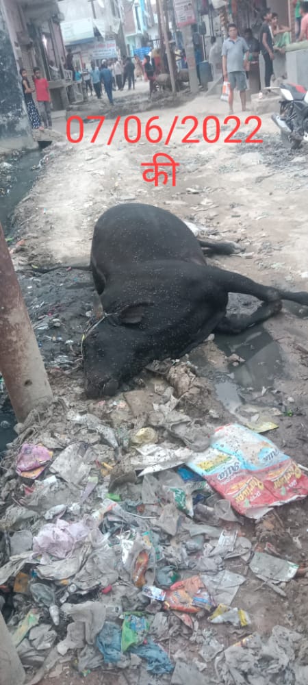 gauputragzb's tweet photo. आदरणीय @myogiadityanath जी, यह दृश्य गाजियाबाद विजय नगर के बहरामपुर बिजली घर क्षेत्र का है, ट्रांसफॉर्मर की घेराबंदी ना होने के कारण एवं JE की लापरवाही के कारण तकरीबन 2 दर्जन से अधिक गोवंश अपने प्राण त्याग चुके हैं, @UPPCLLKO @UppclChairman @aksharmaBharat @GauPrem @cowsblike https://t.co/SJsK5ibh02