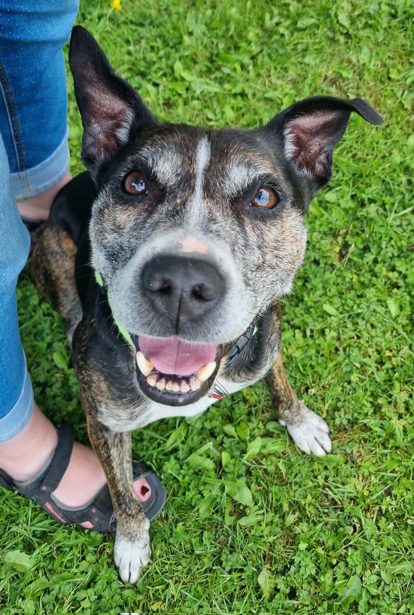 handsomehughie's tweet photo. Hi pals yep it's really me wiff me own Twitter account fingy, yep Handsome Hughie is me name and finding a new home is me game!
Pleeze follows me and helps me out, I will luff yoos furever and ever!
Fanks pals 😘 Me link for more info is ere... https://t.co/4x6Ig1IXqJ #rescuedog https://t.co/TPHLuTibAn