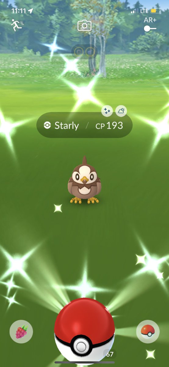 SHCrook's tweet image. Brown Birbs