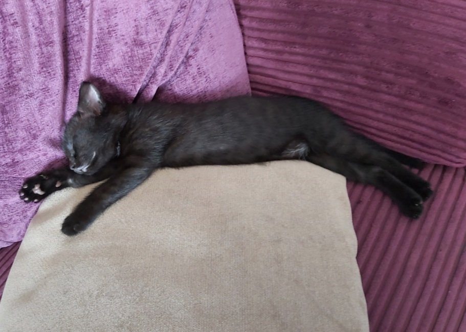bestcatintown's tweet photo. One year ago today 🐈‍⬛😻 https://t.co/oZWFLjdUjn