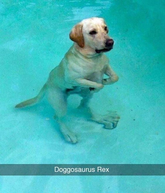 animalitos gorditos (@gordito_perrito) on Twitter photo 