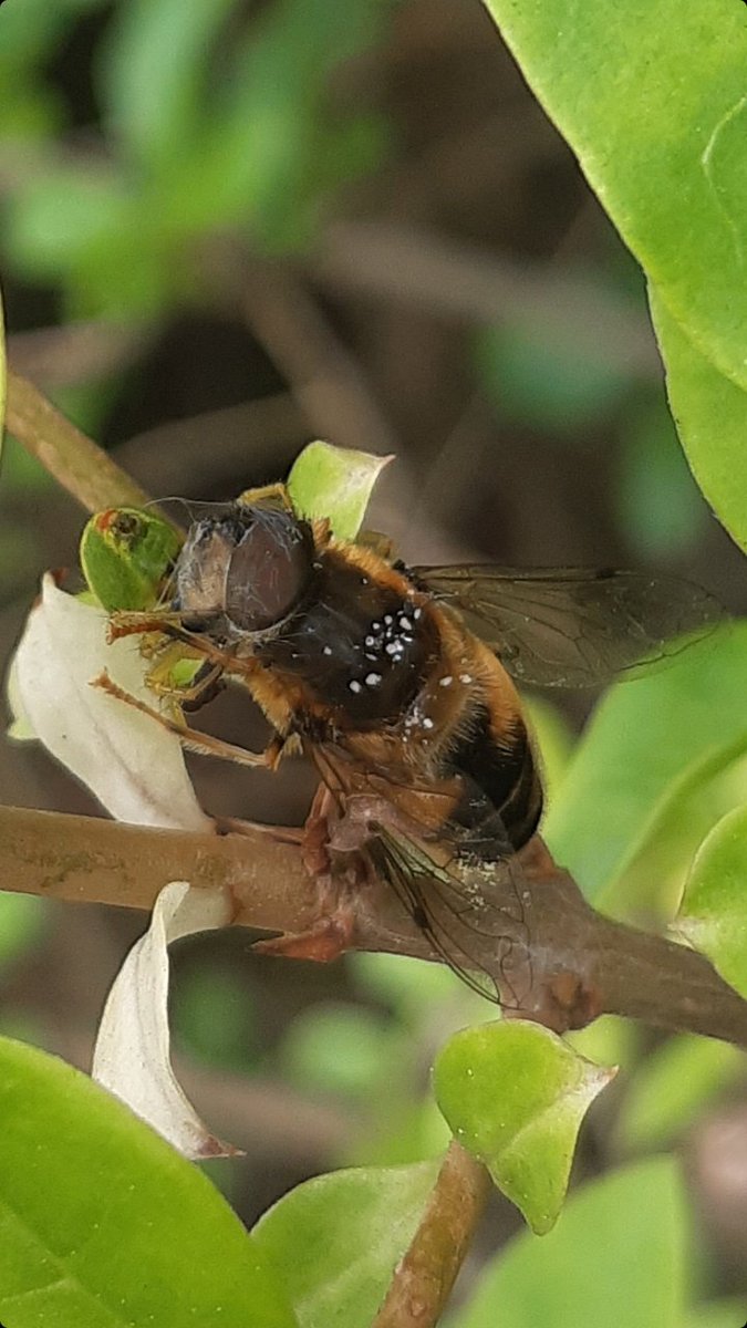 GroolyIrene's tweet photo. Spotted a gruesome but awesome sight in a privet hedge today. ID guides still packed &amp; still learning the local flora &amp; fauna of our new home in NE Scotland. Any help with species ID for this Eristalis &amp; crab spider? Aboyne, Aberdeenshire. @StevenFalk1 @BritishSpiders https://t.co/bgC9PffcYe