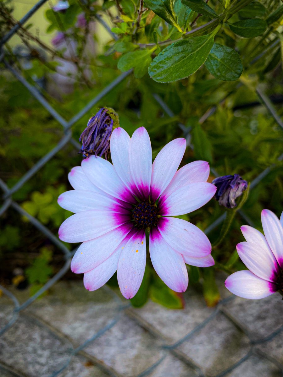 lanlanee's tweet image. Before heatwave season is strike here come pretty wild #Flowers #wildflowers #spring #California #Purple
