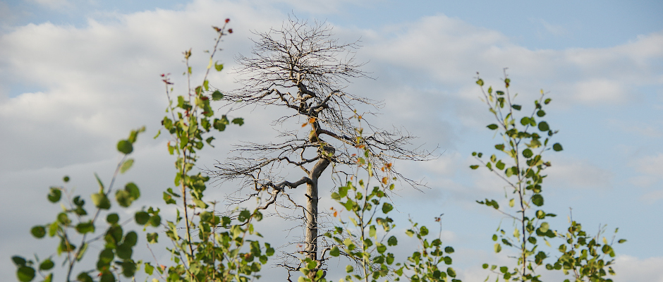 draussenzeit's tweet photo. In den Affensteinen brannte vor sieben Jahren ein ganzes Riff ab. Inzwischen ist auf der Fläche ein neues Dickicht aus Birken und Vogelbeeren gewachsen. Es erzählt eine Geschichte über die Kraft der Natur – und lässt hoffen für die Elbsandsteinwälder.👉https://t.co/i5VUkpurjh https://t.co/FU5ApsLqhp