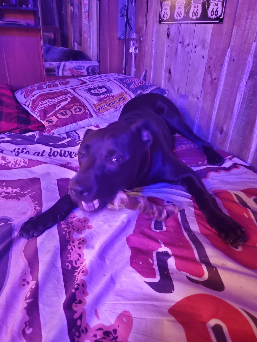 321FlaSpaceGirl's tweet photo. Here is #LilJess after his #1st Day of #PuppyBootCamp. We both really the time together. And we're having lots of fun!!
#GOLILJESSGO!! https://t.co/7qKzSjHlDn