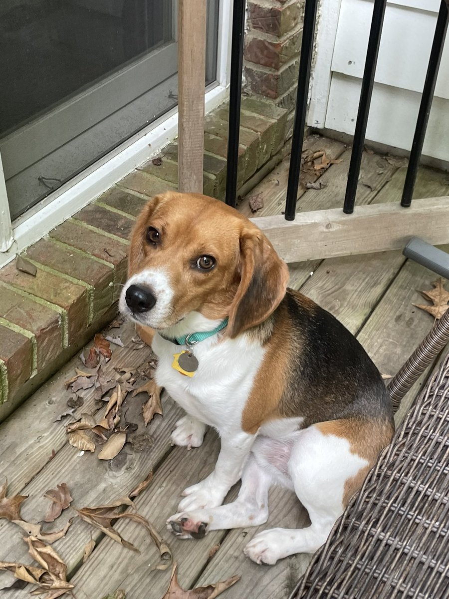 The Envigo lab #Beagles are starting to find homes. We are blessed to welcome Pinot as a permanent member of our family, thanks to Atlanta Humane Society. He’s learned so much about relaxing, belly rubs, and afternoon naps in 4 short days 🐶