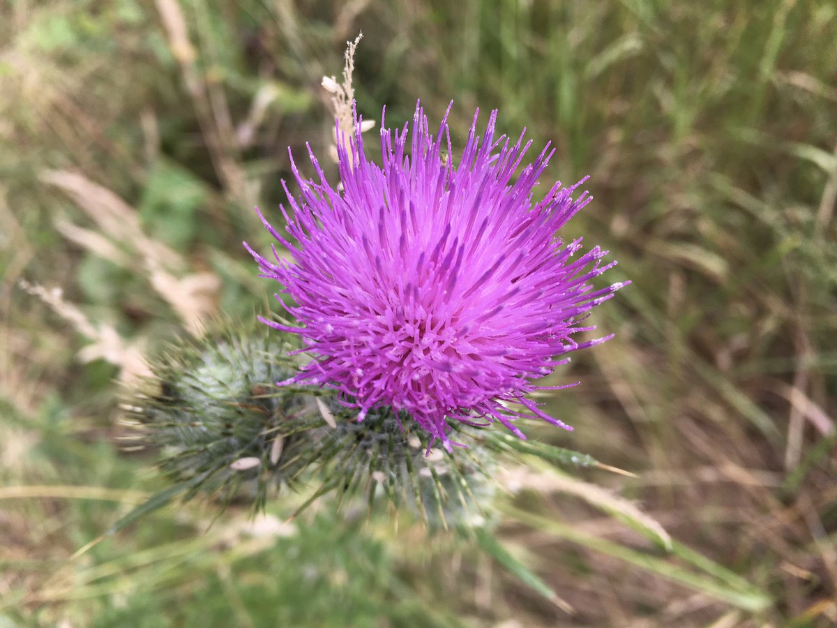 mutley7781's tweet photo. π #Waterden #Norfolk
Only thistles & ragwort, but providing a real splash of colour on the field path to this much altered medieval church.
#WildflowerSunday https://t.co/eBiiLb58kT