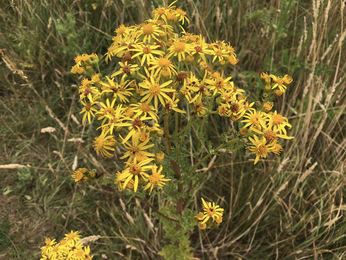 mutley7781's tweet photo. π #Waterden #Norfolk
Only thistles & ragwort, but providing a real splash of colour on the field path to this much altered medieval church.
#WildflowerSunday https://t.co/eBiiLb58kT