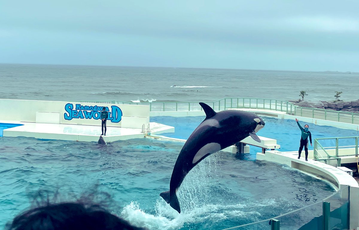 みんなの ベルーガ 口コミ 評判 食べたいランチ 夜ごはんがきっと見つかる ナウティスイーツ