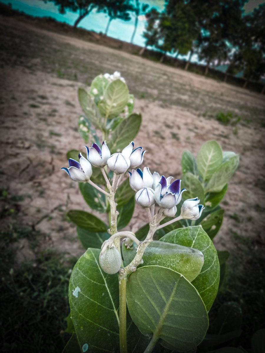 Prajapati9576's tweet photo. #camera redmi note 7 😲 https://t.co/0syOAZw1V4
