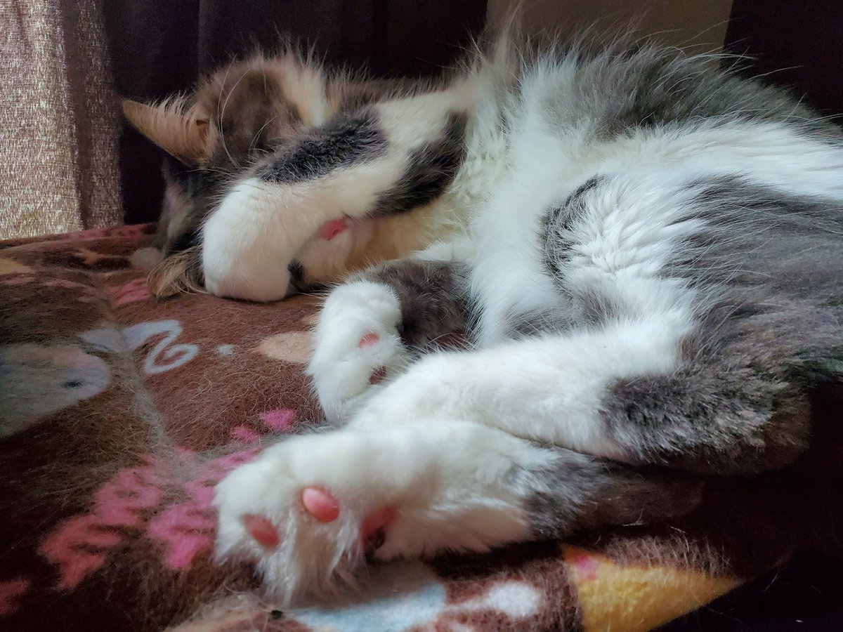 CatMomSays's tweet photo. You can't see me! #CatMom #CatMomSays #SleepyKitty #ToeBeans #TuftyToes #FluffyKitty #FluffForDays #CatsOfTwitter #CatsOnTwitter #Cats #Cat https://t.co/qbfSryjLn6