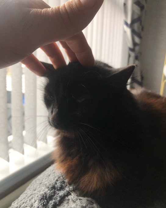 Morgan enjoying some head scritches #happycat https://t.co/rmaZwoHYIO<a href="/tag/happycat"class="tags">#happycat</a>