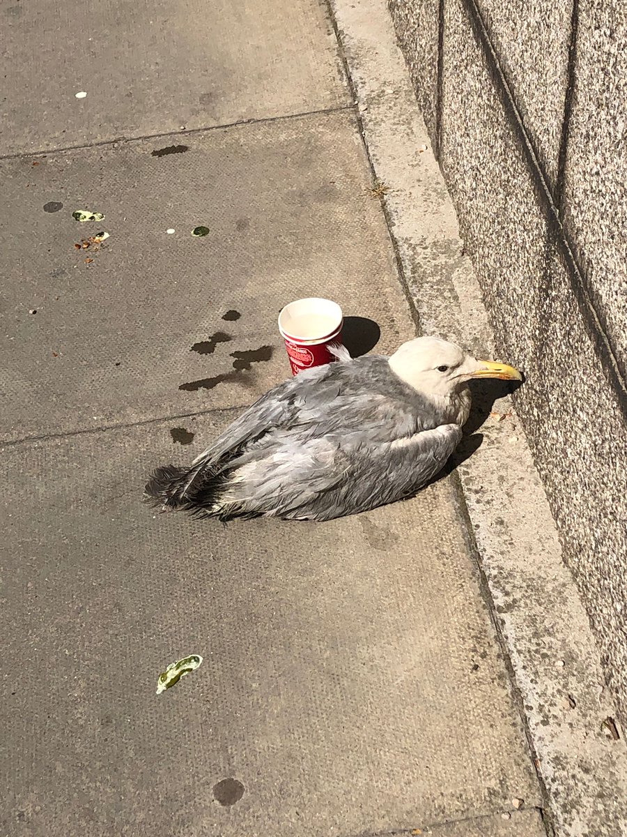 Another grounded Seagull at a bus stop Thank you to the person who reported to us AND stayed with the gull to meet our wonderful volunteer Adele. If you see a grounded bird pls dont just leave the bird there, take indoors or wait with the bird if it's not possible #BirdTwitter