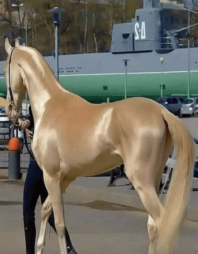 archeohistories's tweet photo. Ahal Teke Horse takes its name from Teke tribe living in Ahal city of Turkmenistan.

History of Akhal Teke horses, dates back to 5000 BC; Due to its elegance and beauty, it is referred to as "Horses of Paradise" or "Golden Horses of Persia", and "Flying Wings of Nusay". https://t.co/FAneXNqnDD
