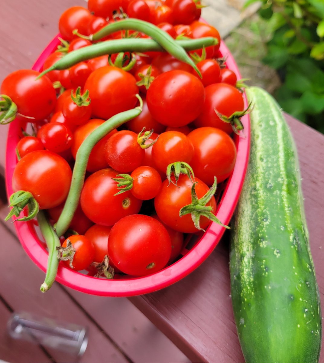 Mauschen's tweet photo. Harvest for me, and harvest for turtle friend. He takes care of the overripe ones. We're a good team. https://t.co/Sqa1csSY4q