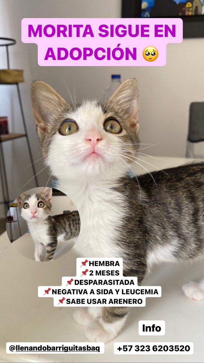 nana1gc's tweet photo. Me cuesta creer que en serio nadie me haya escrito para adoptarla💔 Morita merece un hogar, es muy tierna. Porfi ayúdenme a conseguirle uno🙏🏻🙏🏻 https://t.co/j7G88ZWKx1