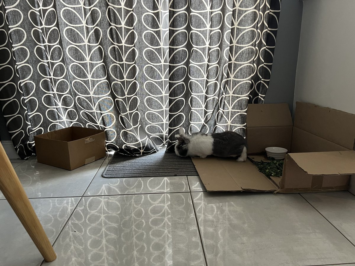 ndeanstockport's tweet photo. Bunny rescue! Albert is indoors now for the next few days to avoid the #Heatwave2022 back of the house is cool with a tiled floor. Any other ideas how we can help him? I might lie down on it with him π #rabbitrescue #heatwavepets #heatwavetips https://t.co/Gmv9iB4Y82