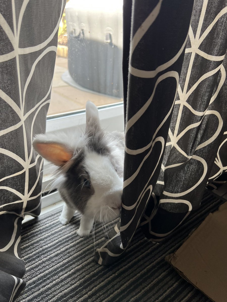 ndeanstockport's tweet photo. Bunny rescue! Albert is indoors now for the next few days to avoid the #Heatwave2022 back of the house is cool with a tiled floor. Any other ideas how we can help him? I might lie down on it with him π #rabbitrescue #heatwavepets #heatwavetips https://t.co/Gmv9iB4Y82