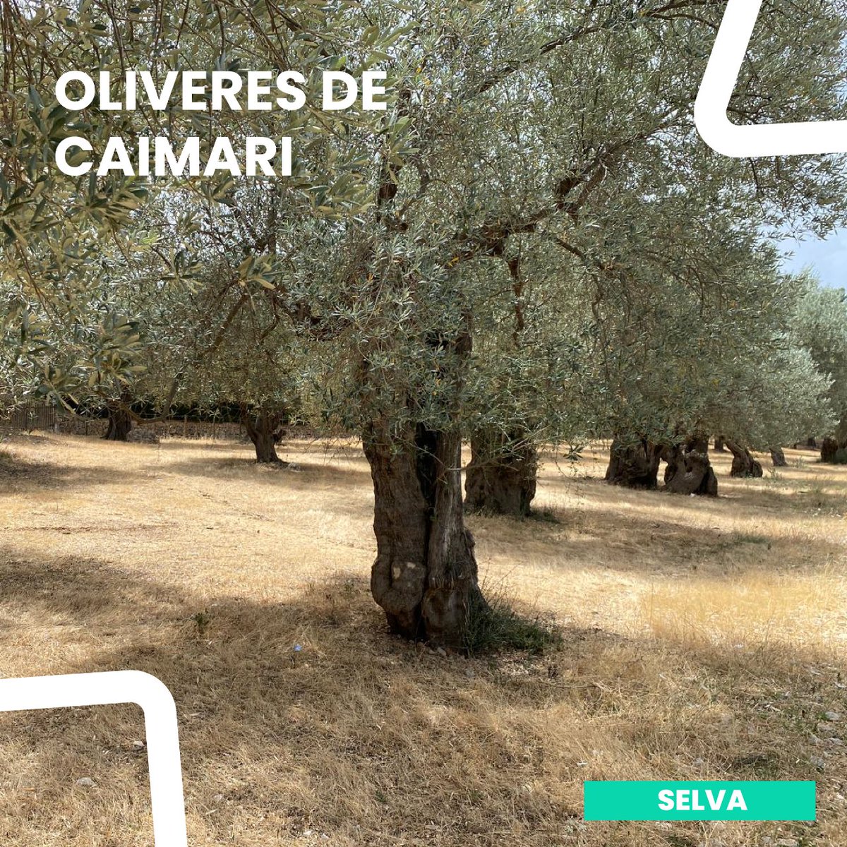 ElPi_IB's tweet photo. Un espai singular i amb encant, en què l'oli d'oliva i els seus derivats són els protagonistes.
#LaForçaDelCentre #PerUnNouMunicipalisme #SomGentComTu #GestióEficaç #SabemGestionar #Selva #Caimari #Moscari #Biniamar #Mallorca #IllesBalears #ElPi https://t.co/mBOpNwEakd