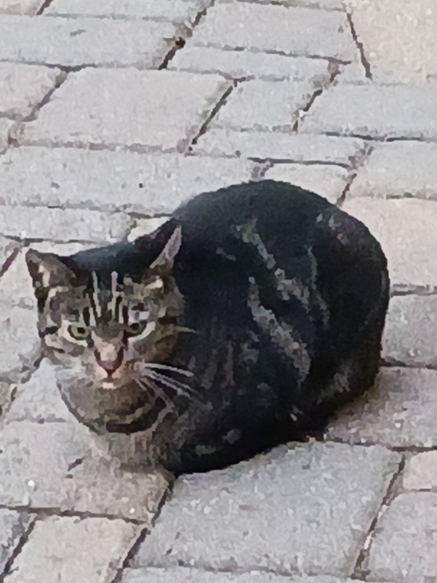 Springfoxy61's tweet image. Got a perfect picture of my baby zam zam