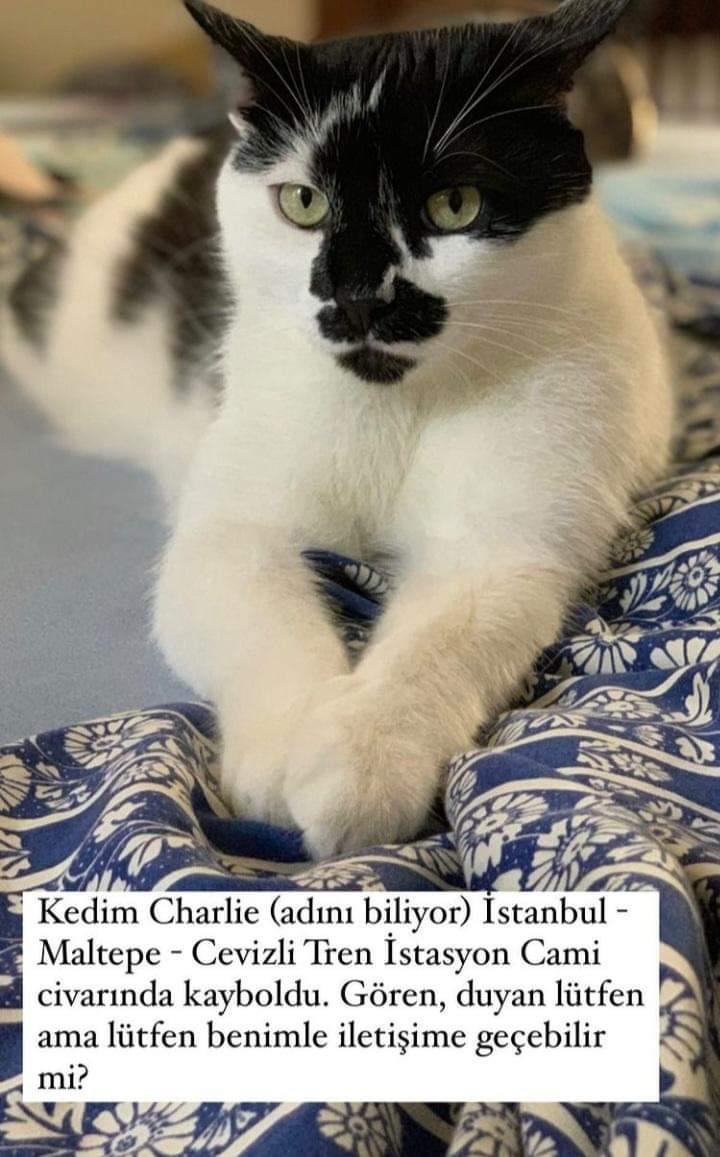 aslialpar's tweet photo. Istanbul, Maltepe'de kayıp.
Iletisim icin: 0533 366 8350 https://t.co/vWWCu3qg73