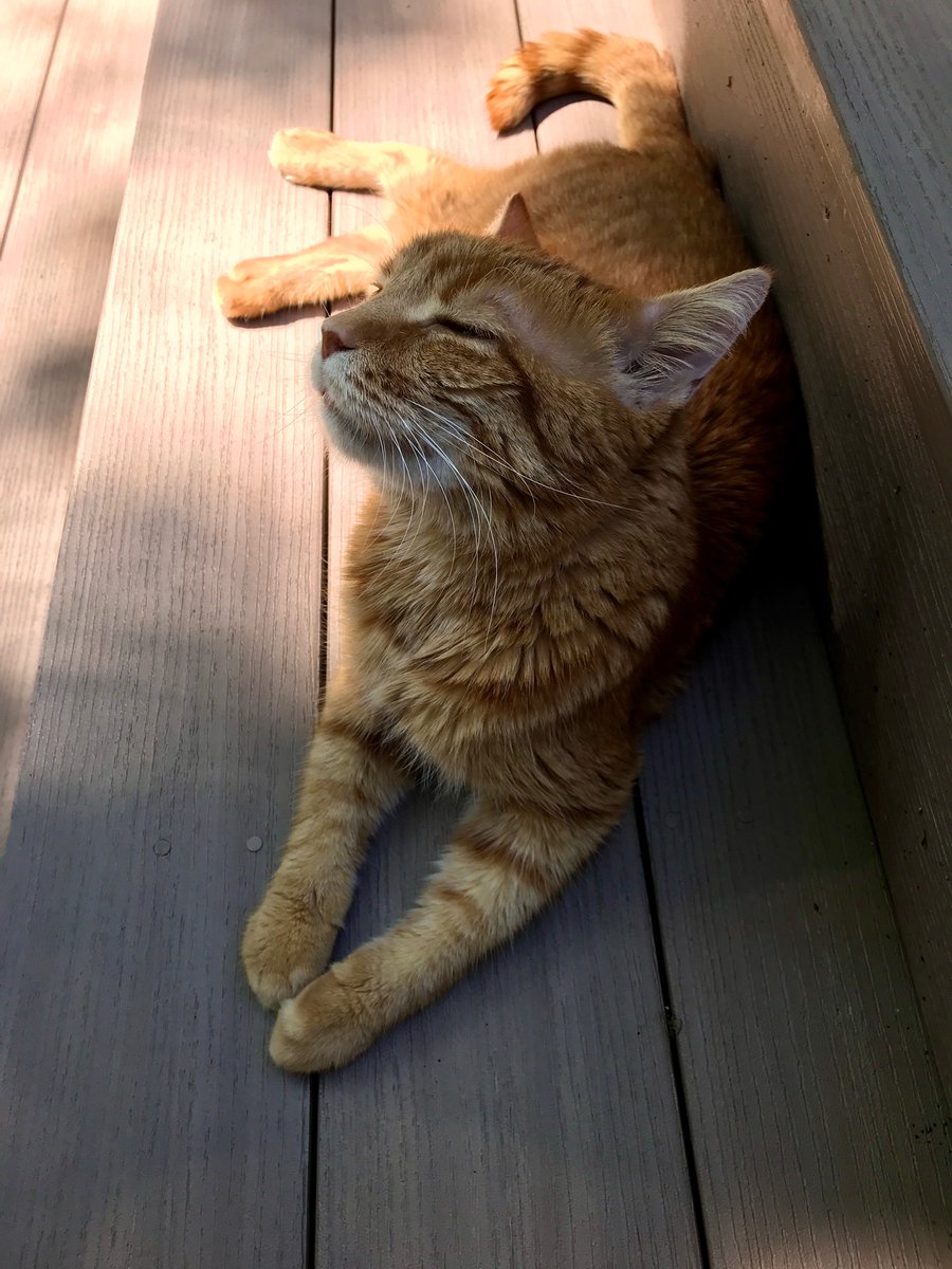 MuhsThomas's tweet photo. The small hooman thinks she may cancel “quality of life”appointment with the veterinarian.  I can’t speak to her quality of life but after stealing the big hooman’s brioche followed by deck sunning/chipmunk hunting mine is splendid  #SundayFunday #CatsOfTwitter https://t.co/FKocmhbxfi