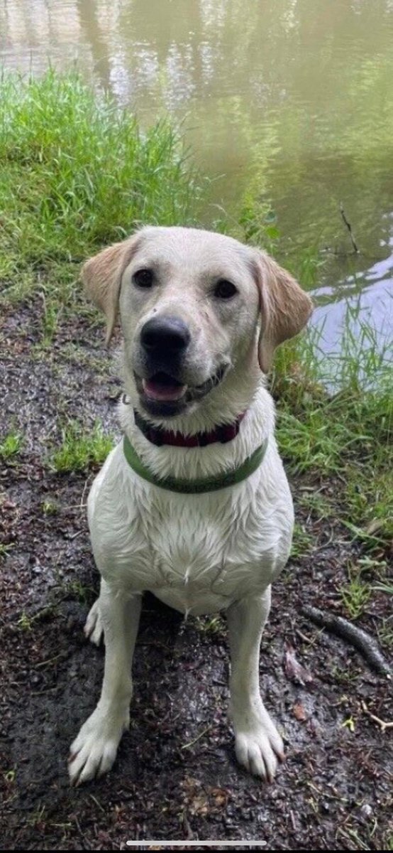 FOSTERFIRST1's tweet photo. Bella&amp;Hughie need a #foster to adopt due to change in circumstances. Bella (yellow) is 1yo, Nellie is 2.They are lively, happy girls with good temperament. #Derby #Nottingam #Burton https://t.co/HTqwrBBkeZ #TeamZay 🐾💚#DogsofTwittter https://t.co/qNX9axkw4X