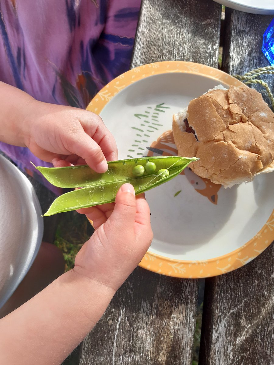 ValleyFarmOWL's tweet photo. First harvest of peas from our veg plot 😊 
#growyourown #gardening https://t.co/K2pBjnSz3k