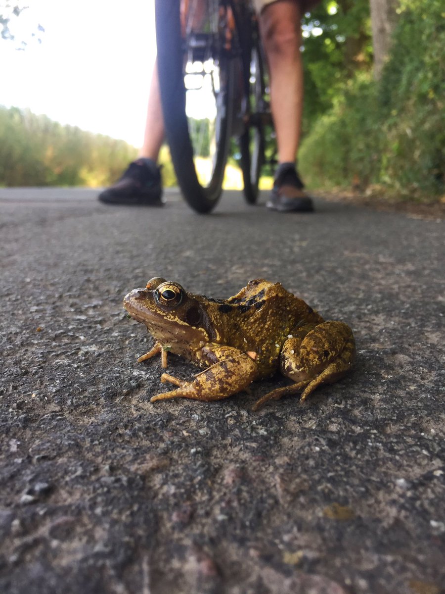 Certainly wasn’t expecting to find a frog on our bike ride! We stayed with it until it made it to the other side of the road.