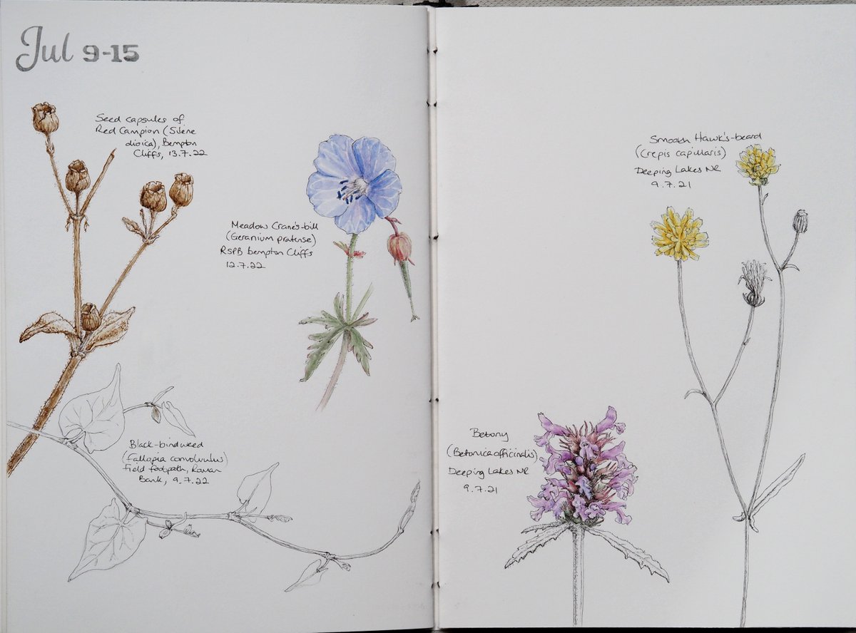 lisajmason's tweet photo. A little trip to RSPB Bempton Cliffs in Yorkshire provided me with some additions to my perpetual journal last week - Meadow Crane's-bill and the seed capsules of Red Campion (for which I attempted dip pen and ink) and back home I found Black-bindweed. #wildflowerhour https://t.co/VCONg2g3Gt