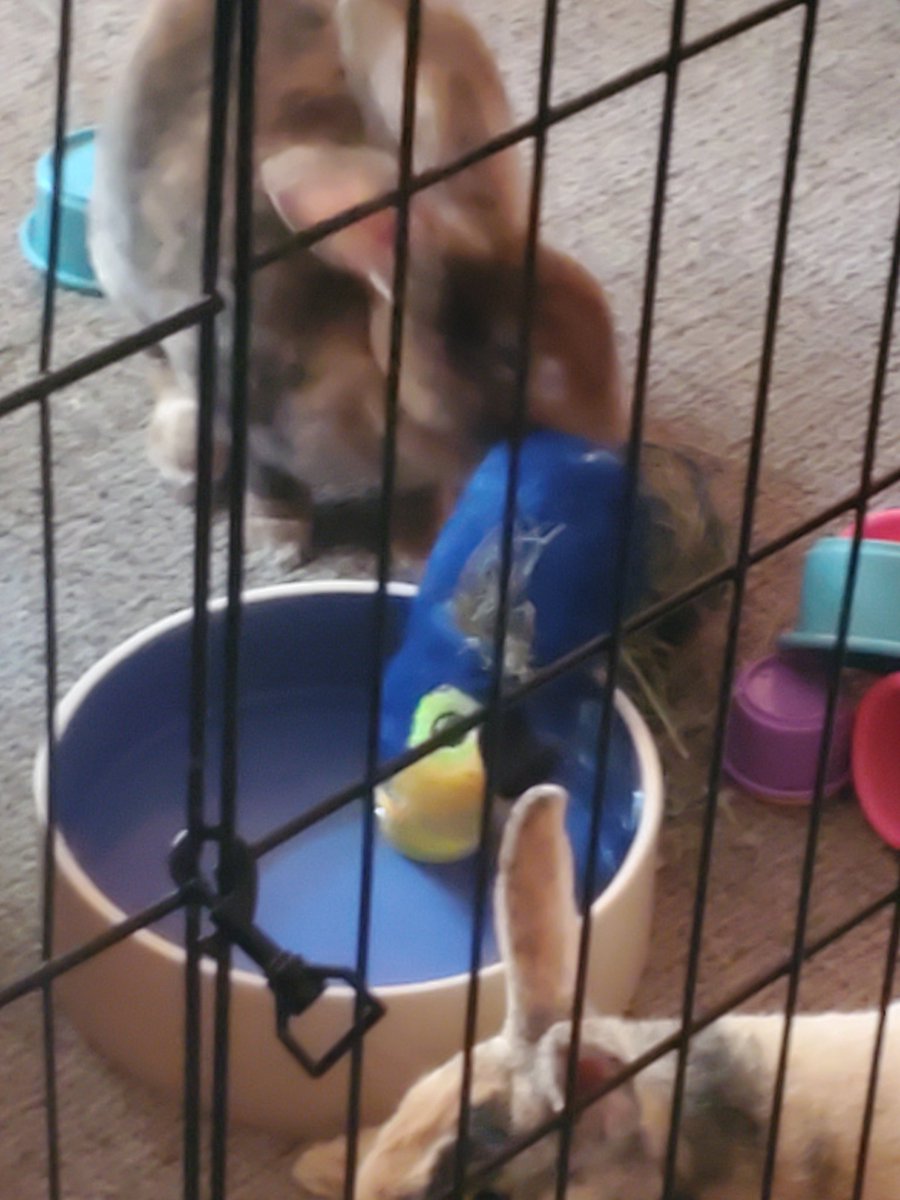 NaviPanda3's tweet photo. @BennigansBurger They'll take it and eat it 😂 for fun. Because bunnies are chaos, cute and cuddly chaos 😂 https://t.co/Dui85Q7Rty