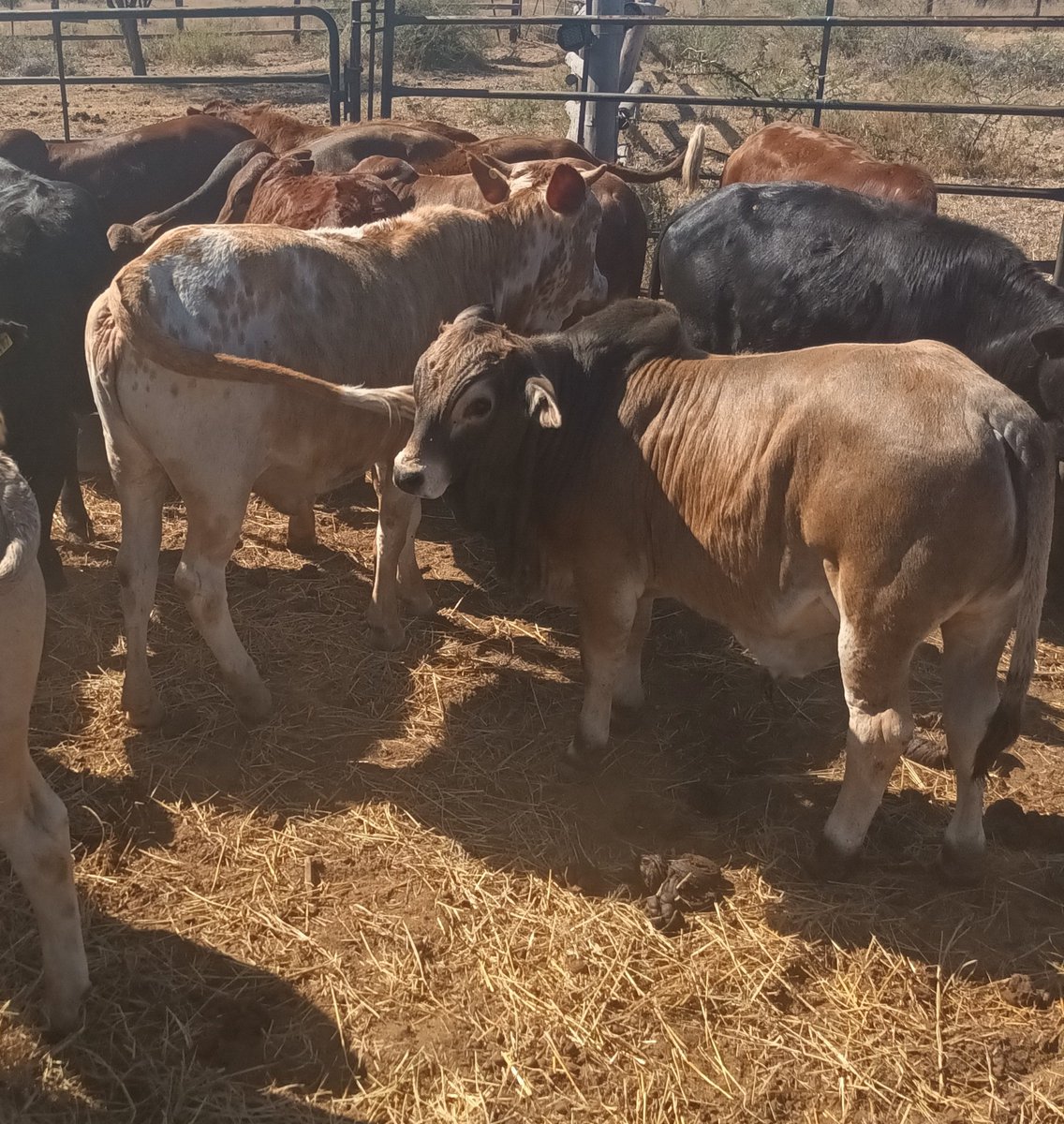 Young Boran Bull for sale Polokwane 
Watsapp 071 193 0203 
Call 066 252 9106 
Free delivery arnd PLK
Pls Retweet!