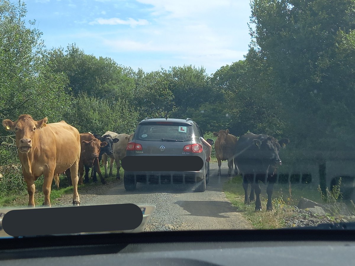jane_adaline's tweet photo. Not quite the observers youd expect when going swimming.. #freeRoamingBulls #saintsIsland #loughRee #wildSwimming https://t.co/Wf4hiEnviR