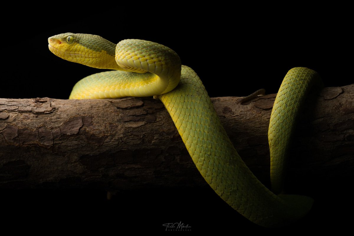 naturemacd's tweet photo. Bamboo pit viper
Such a beauty!
Happy to be back here!
From our recent Herping at Eastern ghats, we found this beauty for the first time in that location! It’s a lifer for me as well! :)
Do you wish to see this as #nft?
#nftcommunity #NFTphotographers #nftmacro https://t.co/46Mbs5FTwN