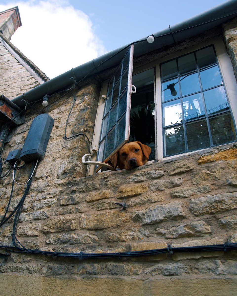 hegdepooja's tweet photo. We tried convincing Rapunzel to come and play with us but she wouldn’t leave her tower.. 🥺🐶 #cutiepatootie https://t.co/T172LfqJ5Q