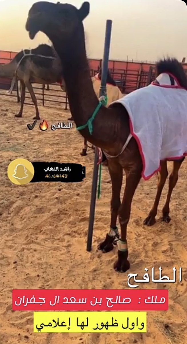 جديد العزبة :(الطافح) لــ صالح بن سعد ال جفران 🌟