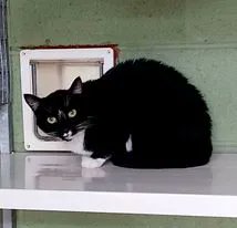 rspcacathub's tweet image. Did you know that black and white, or tuxedo, cats are an emblem of mischief and play and if a black and white cat crosses your path it is an indicator of good luck? So why not adopt Kipling, Lime, Timmy or Dave? More at  cathub.co.uk/ourcats 😻 #CatsOfTwitter #CatsOnTwitter