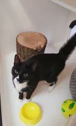 rspcacathub's tweet image. Did you know that black and white, or tuxedo, cats are an emblem of mischief and play and if a black and white cat crosses your path it is an indicator of good luck? So why not adopt Kipling, Lime, Timmy or Dave? More at  cathub.co.uk/ourcats 😻 #CatsOfTwitter #CatsOnTwitter