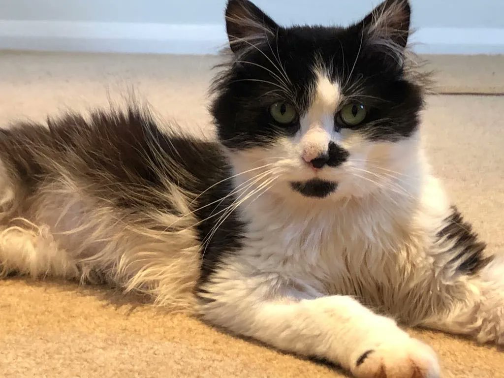 rspcacathub's tweet image. Did you know that black and white, or tuxedo, cats are an emblem of mischief and play and if a black and white cat crosses your path it is an indicator of good luck? So why not adopt Kipling, Lime, Timmy or Dave? More at  cathub.co.uk/ourcats 😻 #CatsOfTwitter #CatsOnTwitter