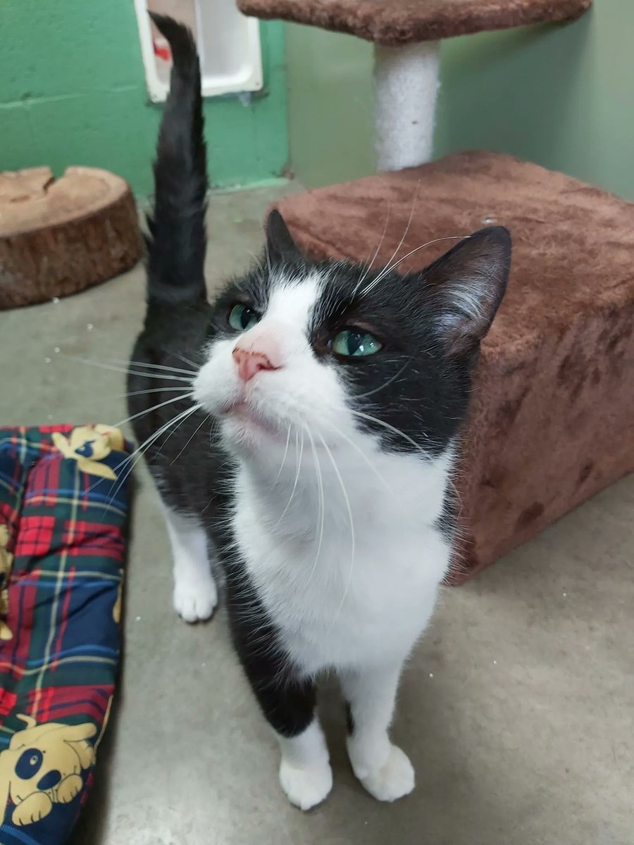 rspcacathub's tweet image. Did you know that black and white, or tuxedo, cats are an emblem of mischief and play and if a black and white cat crosses your path it is an indicator of good luck? So why not adopt Kipling, Lime, Timmy or Dave? More at  cathub.co.uk/ourcats 😻 #CatsOfTwitter #CatsOnTwitter