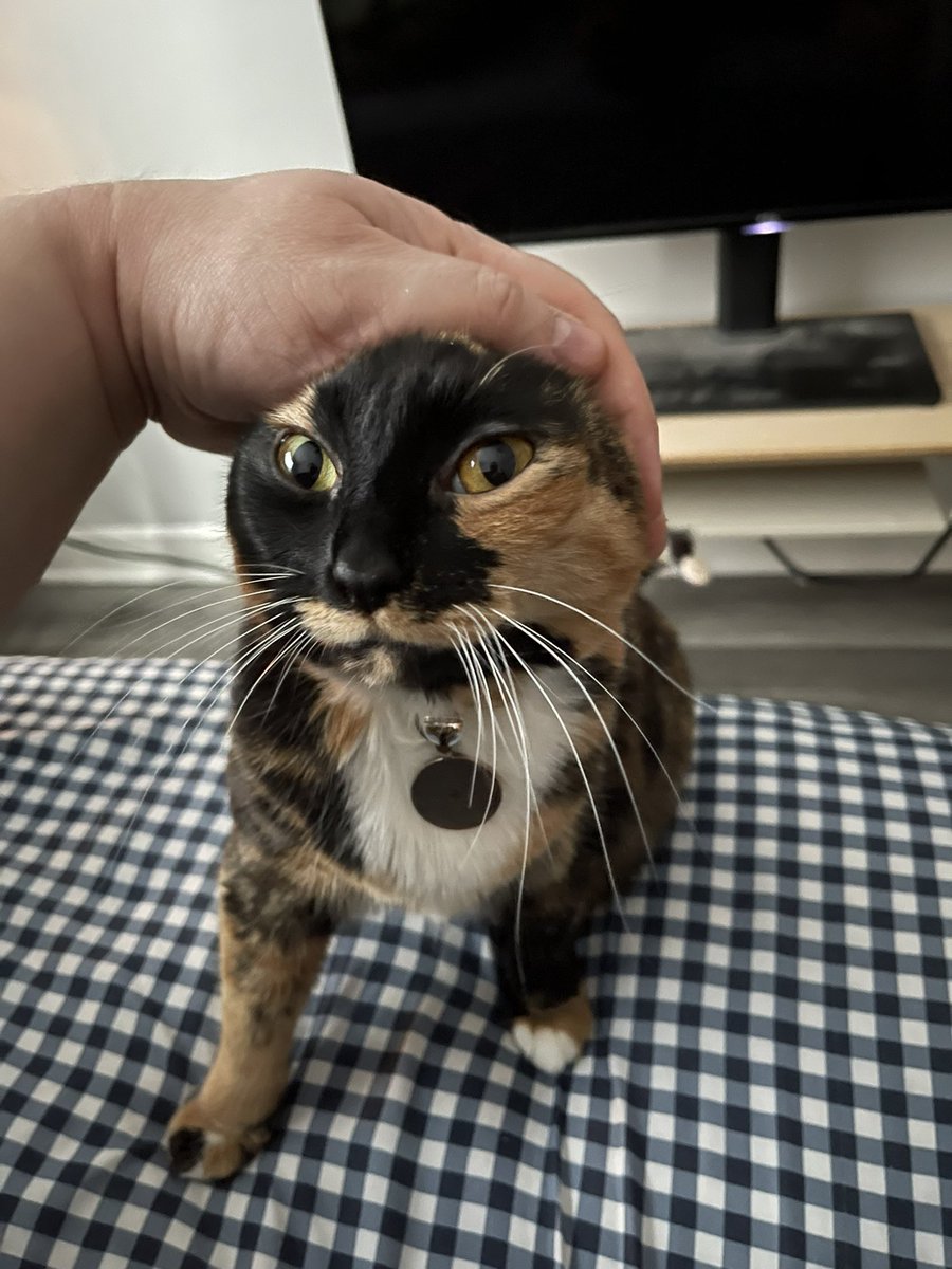 givchikennao's tweet photo. gimmie back my ears u monster.  jk lov you lots.  where chikem? https://t.co/7SZdJiiMMn