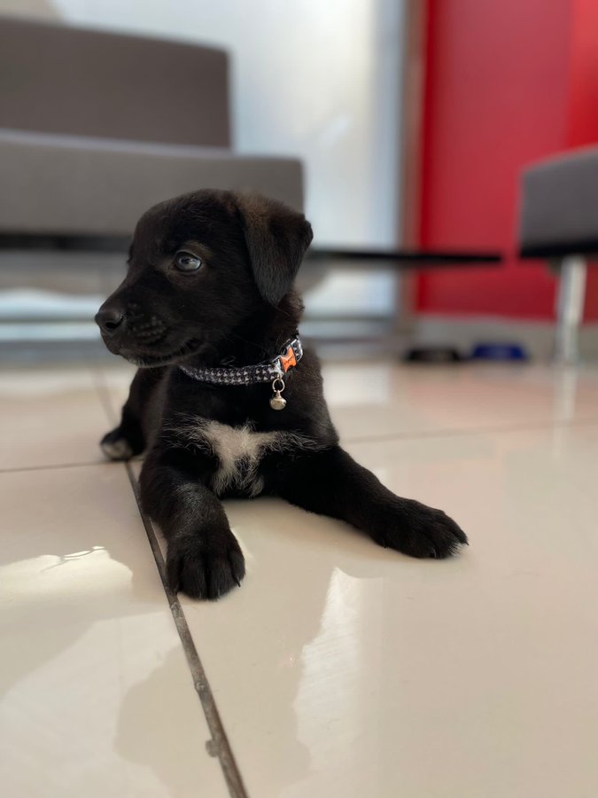 DokuzOlmaz's tweet photo. Maalesef sahiplenen kişi 1 gün sonra geri vermek istiyorum dedi. Annesi gelecekmiş ve onunla ilgilenecekmiş. Tekrar yuva arıyoruz. İç dış antiparaziteri yapılı. Karnesi var. Ankara. https://t.co/Rp2tp4zrbS
