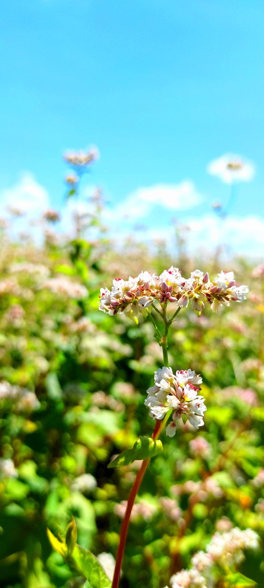 addy__one's tweet photo. #landscape #flowers #nature #buckwheat #gryka #そば https://t.co/CyaYKdaJ4e