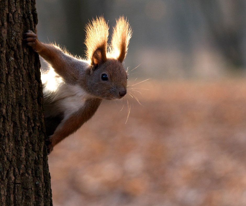 reclaimingreds's tweet photo. "Did someone say there's no red squirrel emoji!?"
This World Emoji Day, join us to ask for the creation of a red squirrel emoji, to make the world a better place.
#RedSquirrelAppreciation #Call4RedSquirrelEmoji #WorldEmojiDay https://t.co/Mla3L49wlY